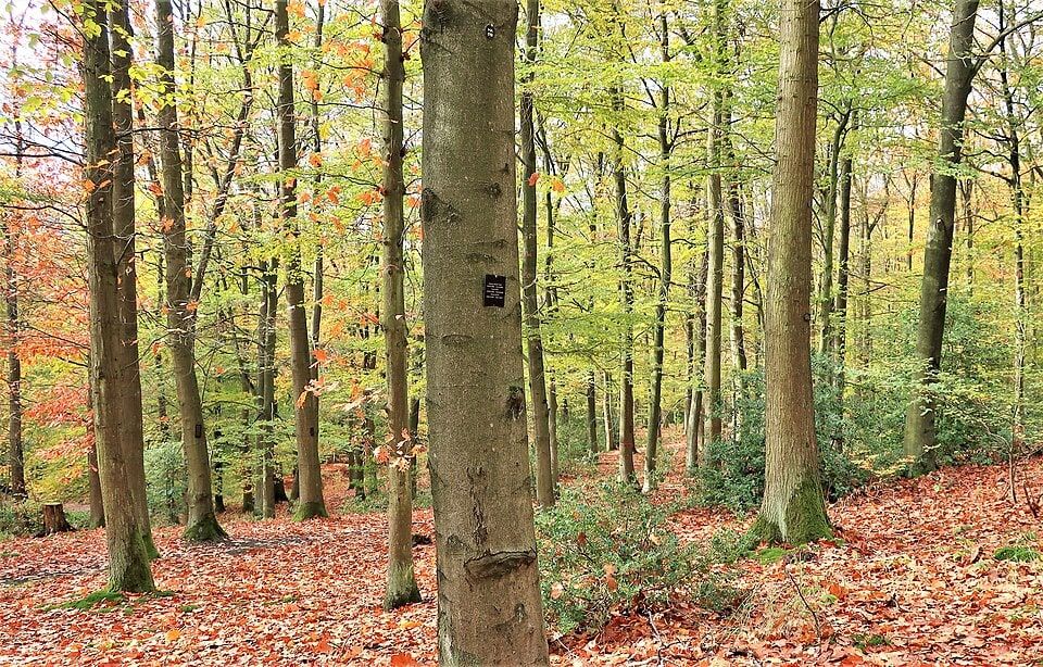 Baum mit Namenstafel auf RuheForst Hagen-Philippshöhe